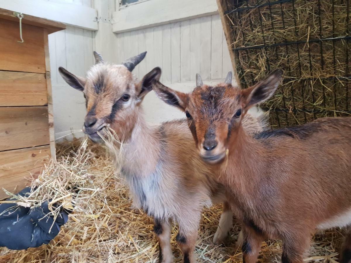 Große, helle Ferienwohnung mit 2 Balkonen auf dem Bauernhof in der Lüneburger Heide Oetzen Exterior foto